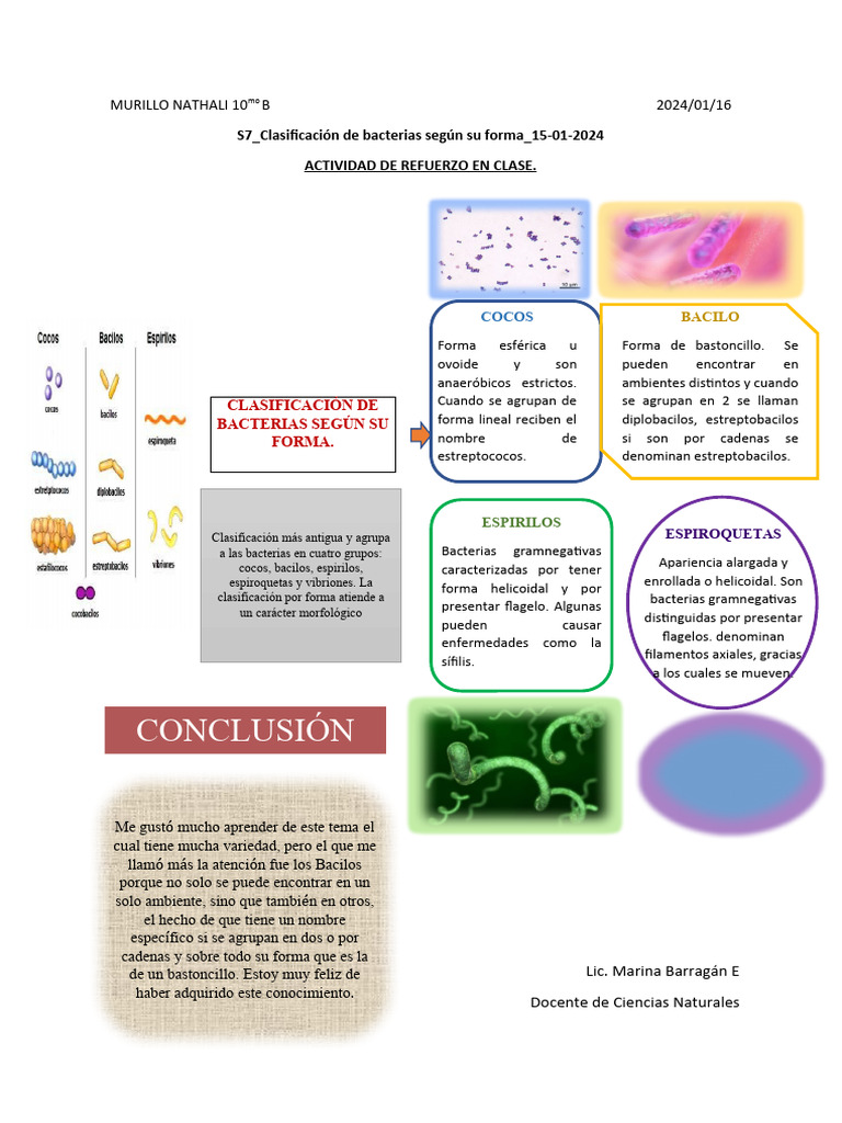 S7 - Clasificación de Bacterias Según Su Forma - 15!01!2024 | PDF | Las ...