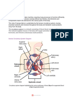 Circulatory System Grade 8