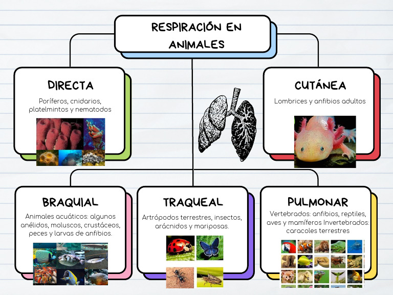 respiraci-n-en-animales-pdf