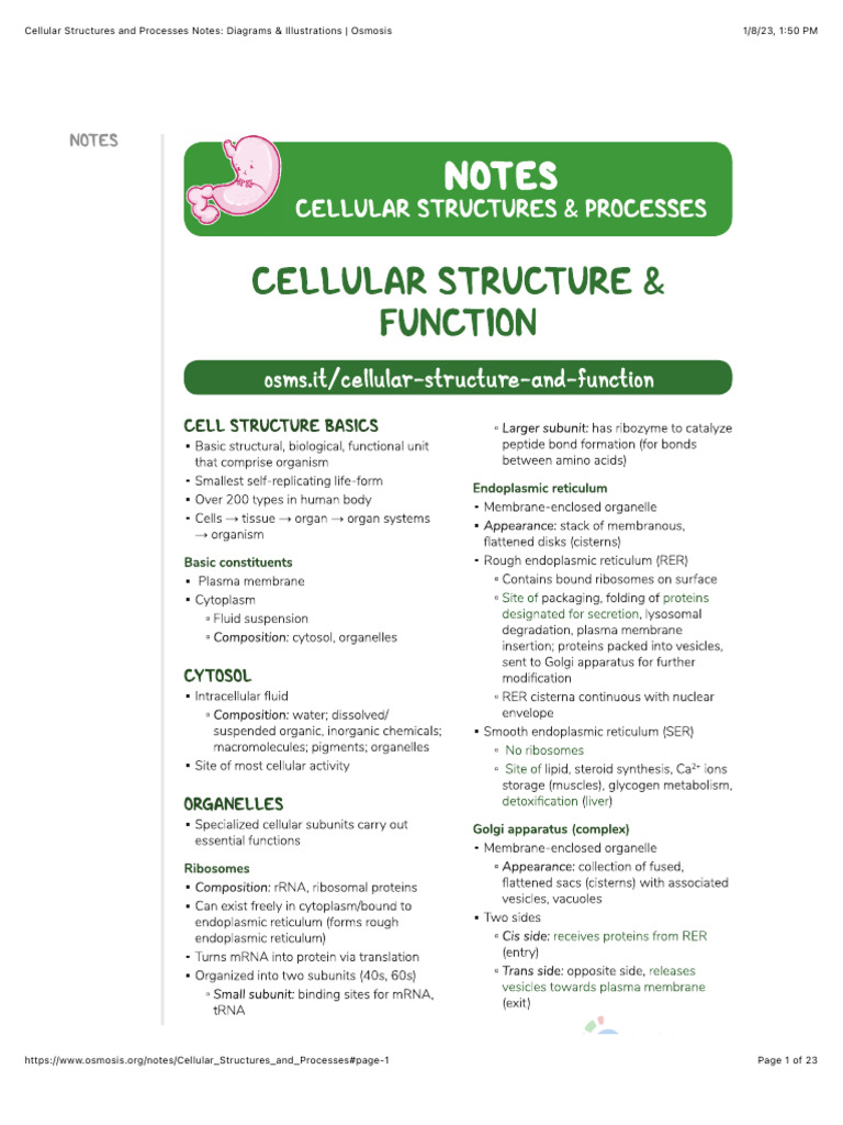Cellular Structures and Processes Notes - Diagrams & Illustrations ...