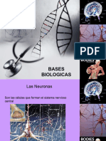 Bases Biologicas