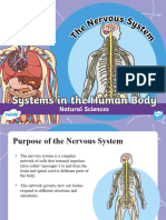 Nervous - System-1679688735552 2