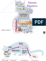 8º Sistema Digestivo de Cristóbal Santander R.