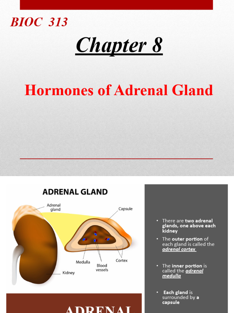 8 Hormones of Adrenal Gland | PDF | Adrenal Gland | Cortisol