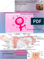 Ovario Anatomia e Histologia Especialidad Endocrino Manulak 2021
