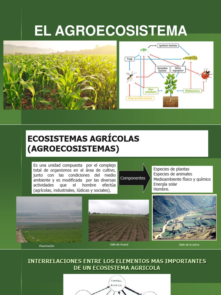 Ecología de Los Insectos. Parte II | Descargar gratis PDF | Insectos