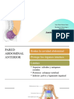 Anatomía de La Pared Abdominal