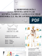 Sistema Articular