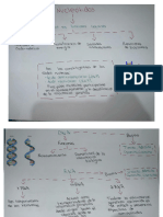 Ácidos Nucléicos