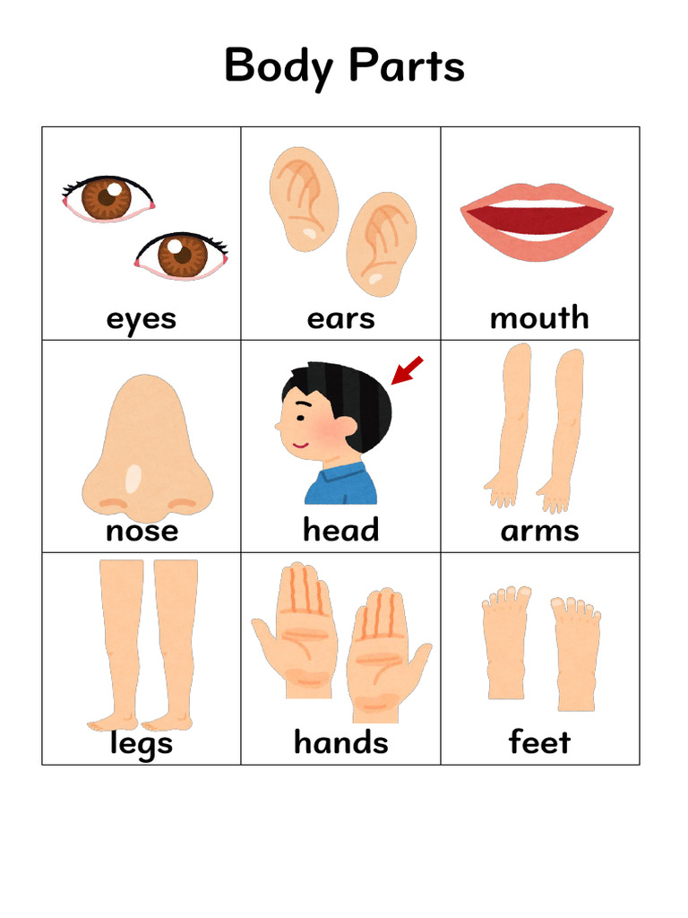 Body Parts PDF