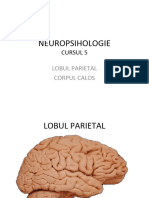 Neuropsihologie 5