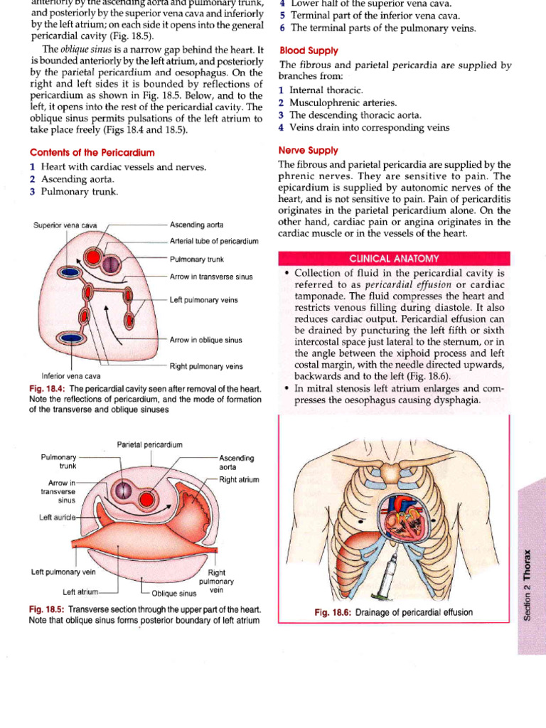 Anatomy of the Heart and Pericardium | PDF | Atrium (Heart) | Heart Valve