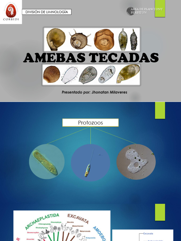 Características de las Amebas Tecadas | PDF | Hogar, jardinería y ...