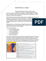 Documento Anatomía Grupo 1CM