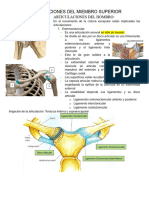 Articulaciones Del Miembro Superior e Inferior