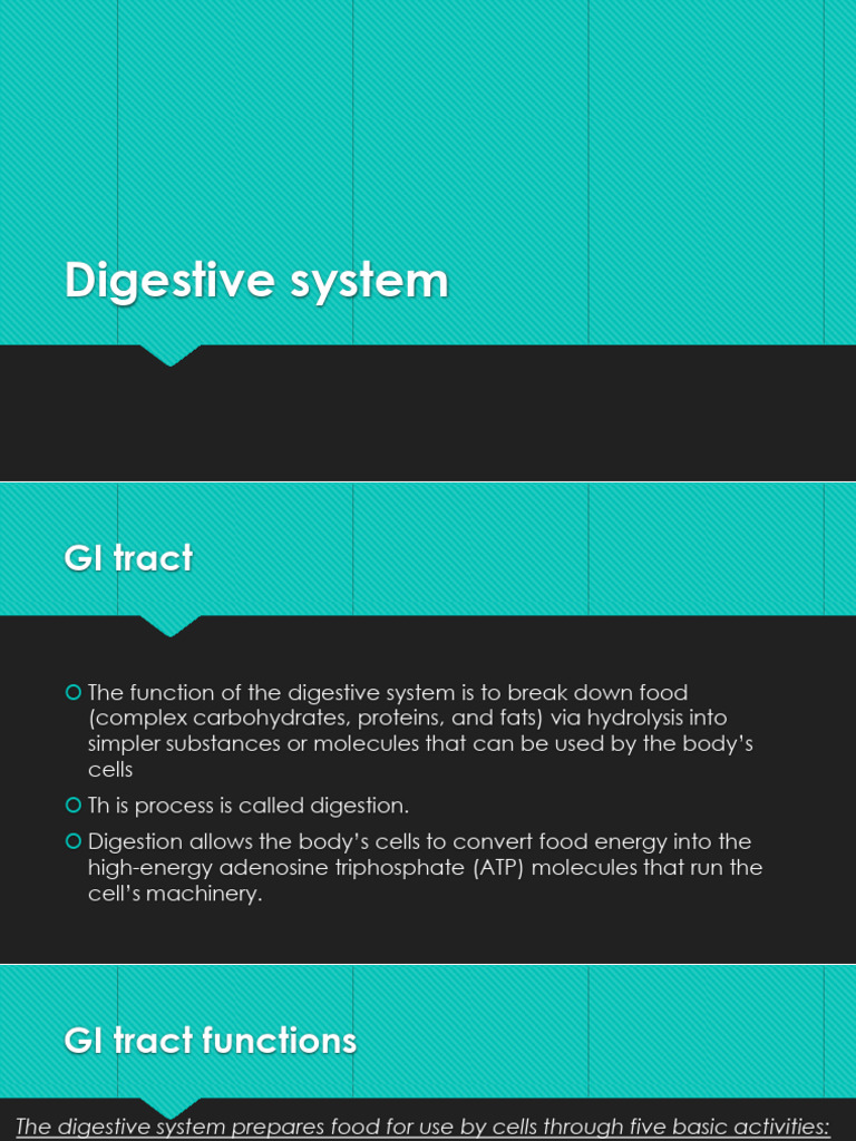 Digestive System | PDF | Large Intestine | Stomach