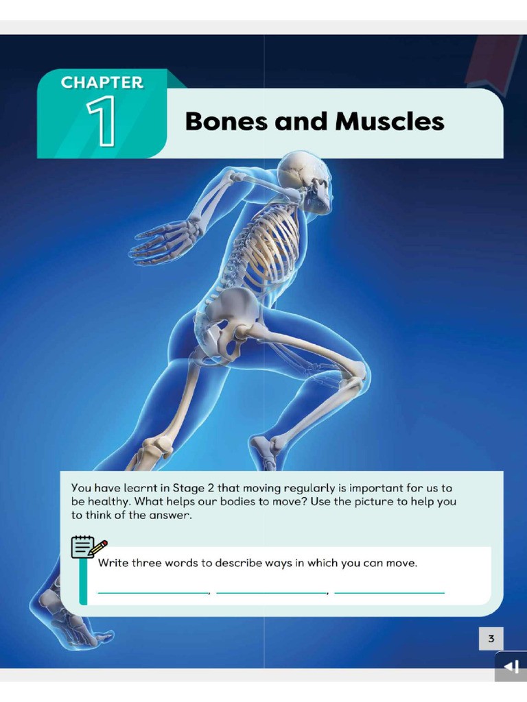 G4 Science Bones and Muscles | PDF