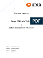 Plantas Toxicas Galega y Chamico Bovinos