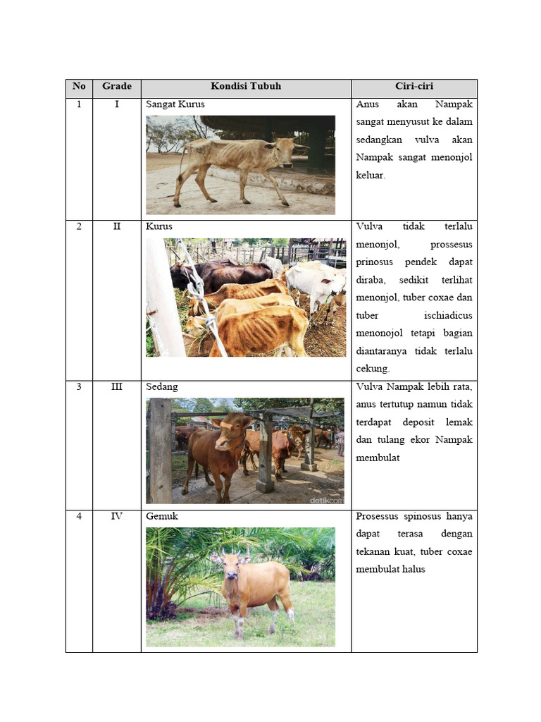 Klasifikasi Kondisi Tubuh Sapi | PDF