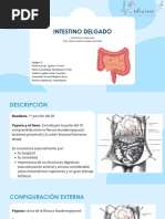 Ángulo de Treitz: Anatomía y Ubicación | PDF
