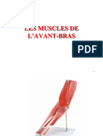 3 Muscles Avant Bras 2019