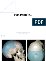 Os Parietal