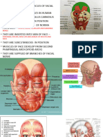 Facial Muscles