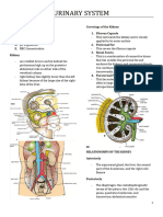 Urinary System (Week 16)