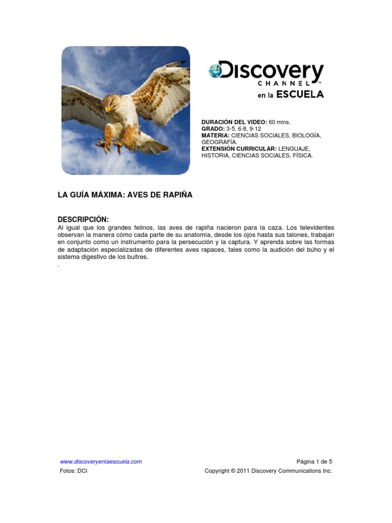 Aves de Rapiña | PDF | Aves de presa | Aves