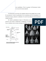 Paléontologie Cours 5 (Suite Protistes - Protozoa)