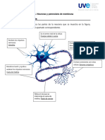 AA1 Neuronas y Potenciales de Membrana