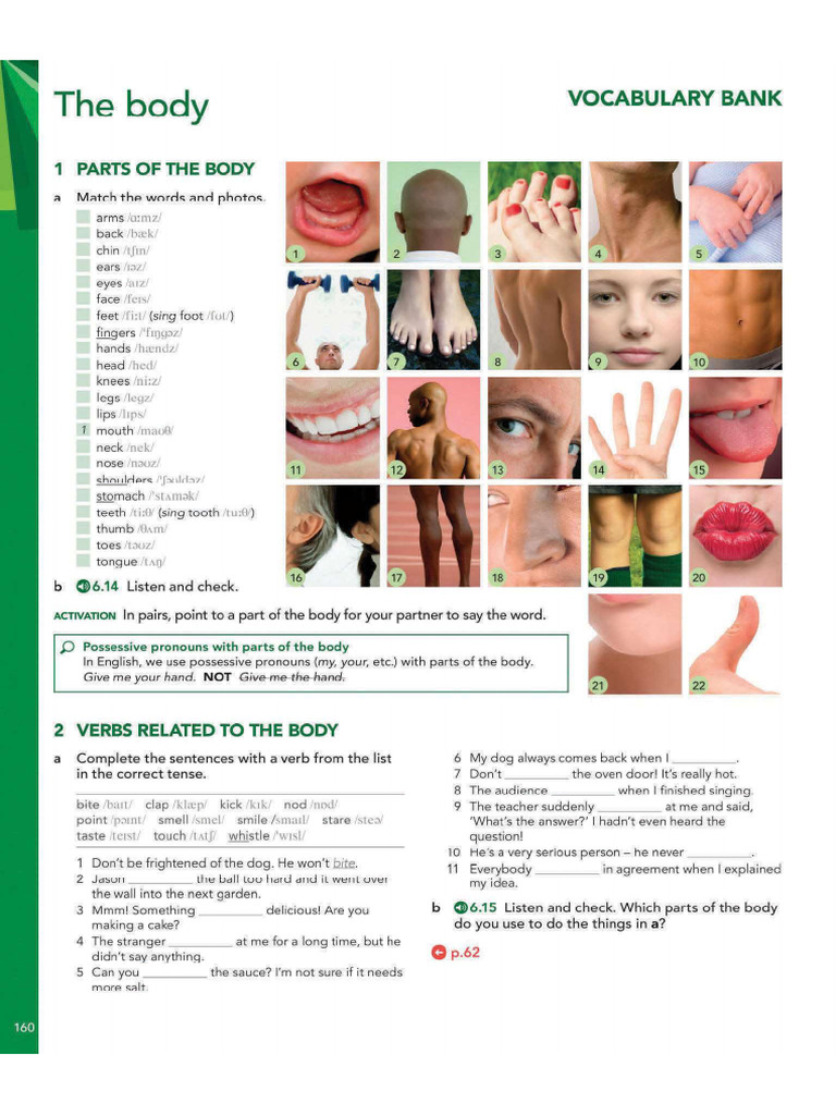 The Human Body | PDF