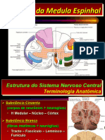 Aula 13-Medula-Estrutura