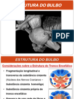 Aula 14 - Bulbo-Estrutura