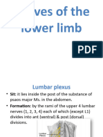 Nerves Nerve of Lower Limb