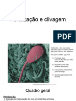 Slides Comentados Fertilização e Clivagem