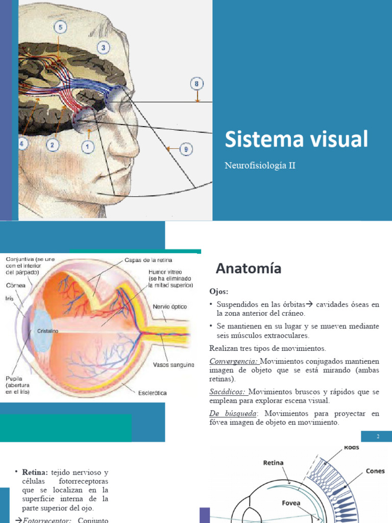 Sistema Visual Pdf Percepción Visual Sistema Visual