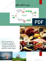 2 ATP ADP Cycle SC