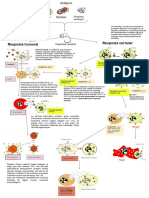 Esquema Immunitat Adaptativa