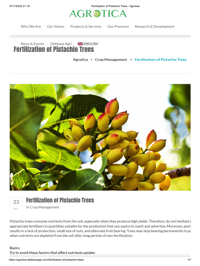 Fertilization of Pistachio Trees - Agrotica | PDF | Soil | Fertilizer