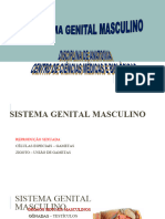 Sist Genital Masculino-21