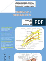 Plexo Braquial