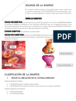 FISIOLOGIA DE LA SINAPSIS Resaltado