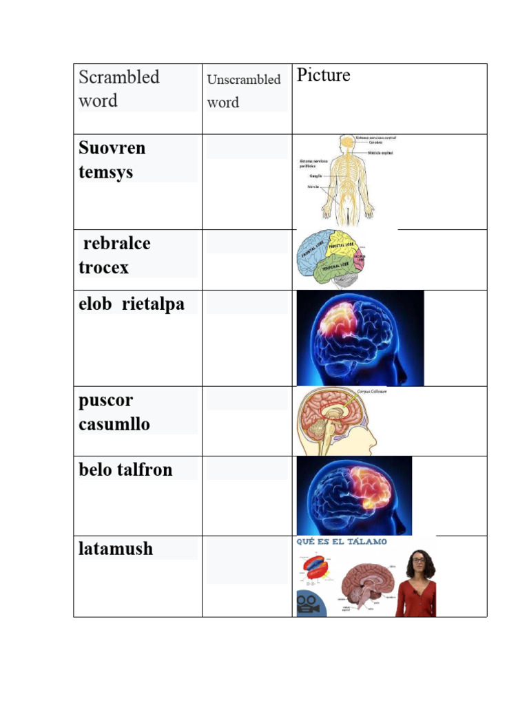 Parts of The Brain | PDF