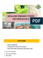 Sesame Cultivation Slides