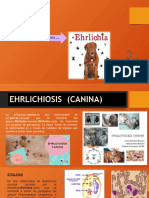 Erlichiosis Canina
