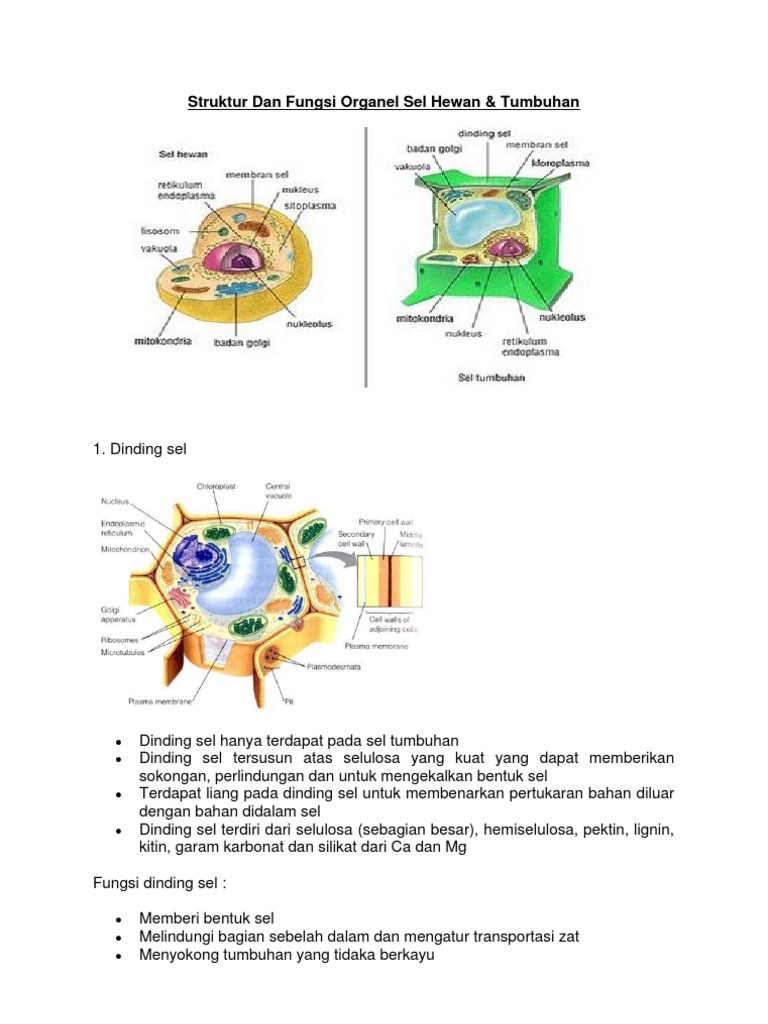Struktur Dan Fungsi Organel Sel Pada Manusia Berbagai Struktur Dan Fungsi Organel Sel Pada Manusia Berbagai
