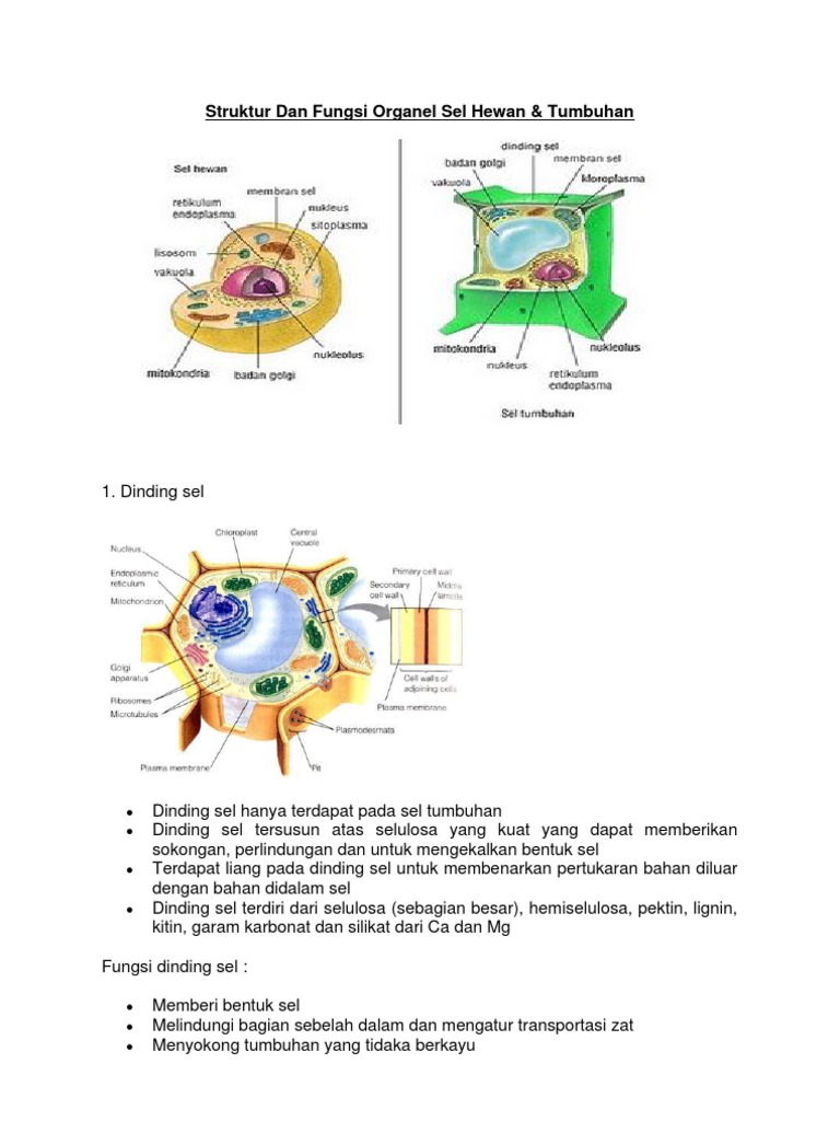 Struktur Dan  Fungsi Organel  Sel  Pada Manusia Berbagai 