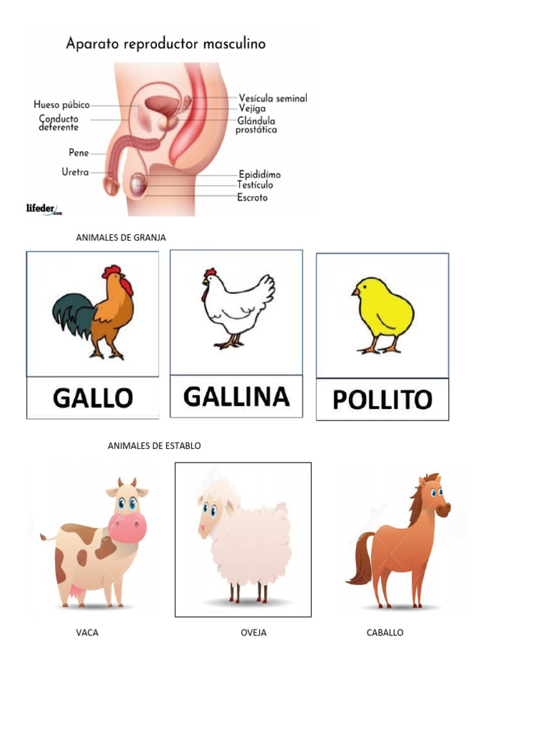 Animales de Granja | PDF