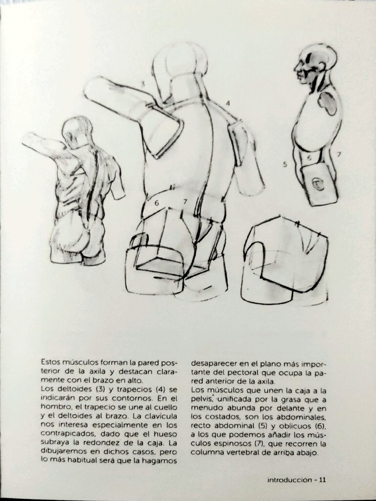 Anatomy visual data 2